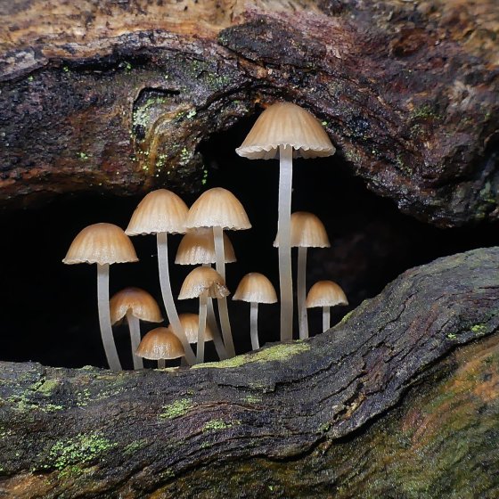 Forest mushrooms (Marianne Broug Photography)
