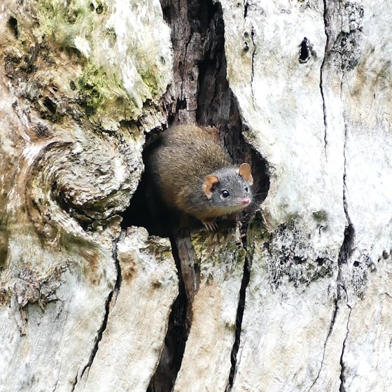 Yellow-footed Antechinus (Marianne Broug Photography)