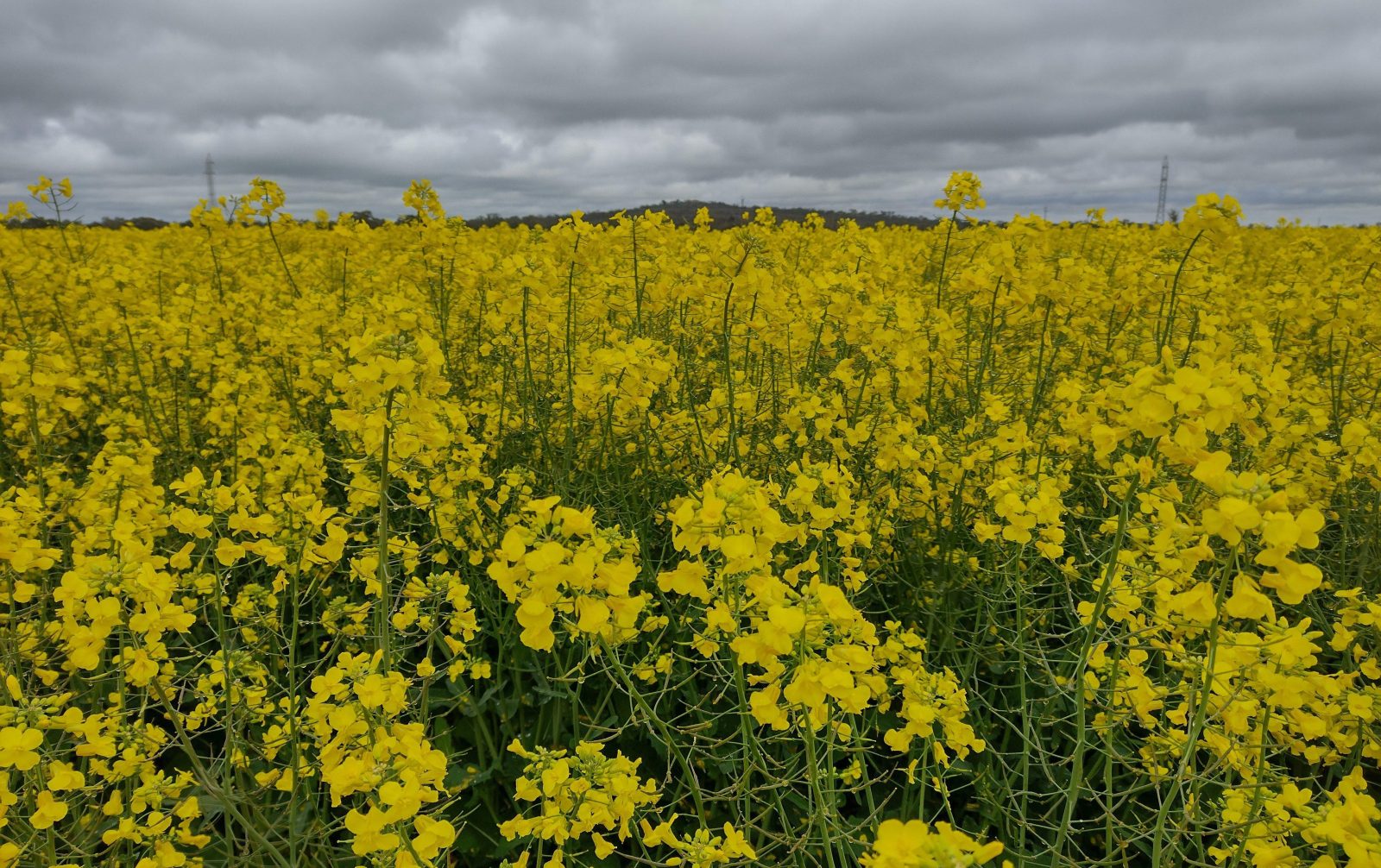 Canola field in the South East