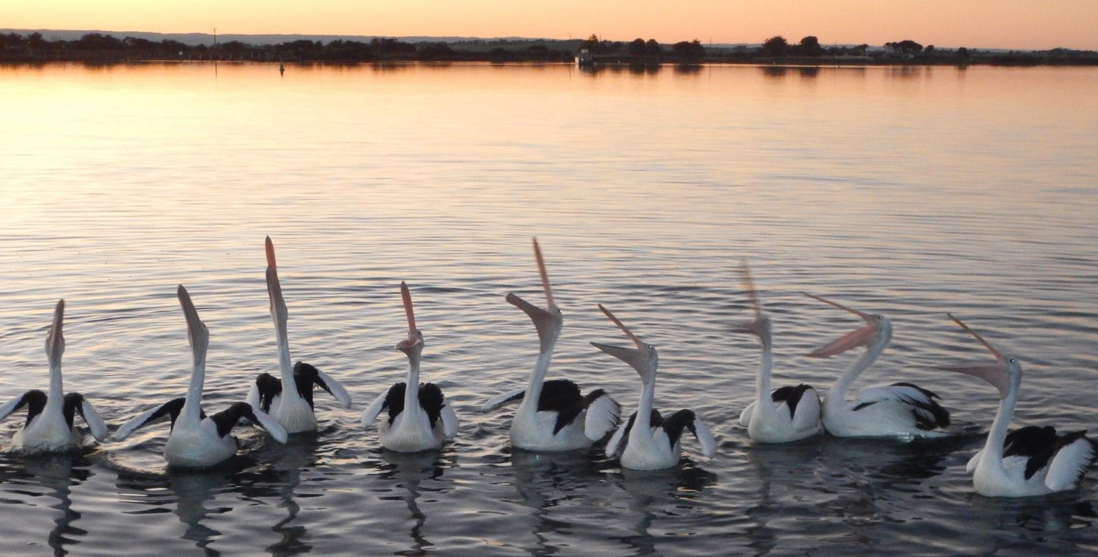 Pelicans calling in unison on the Murray