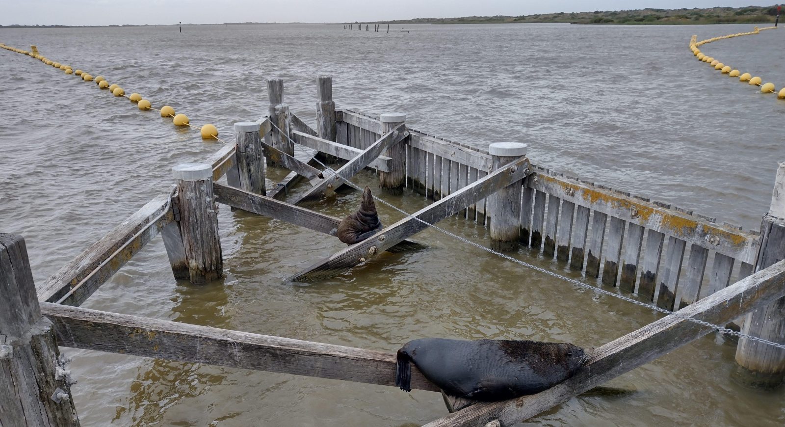 Sea lions resting on broken jetty over the Murray