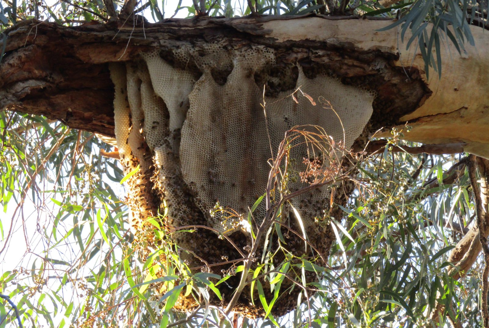 Feral European Honeybees in Tree Hollow