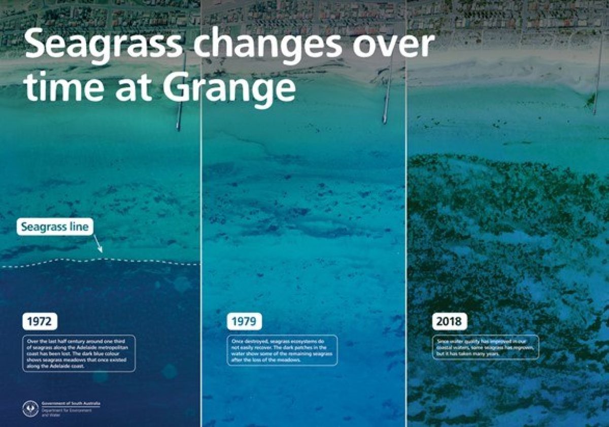 Seagrass change over time at Grange