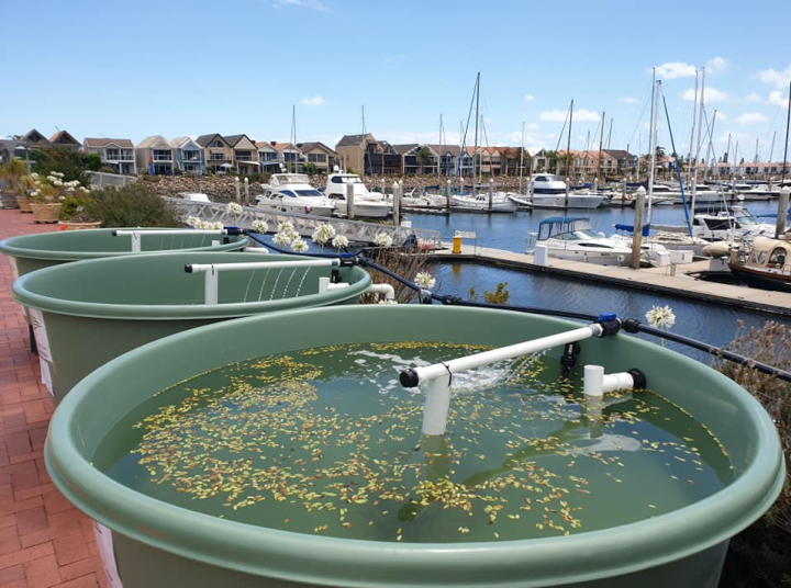Seed collection tanks at the Cruising Yacht Club of South Australia, North Haven (Source: Miguel Sierra)