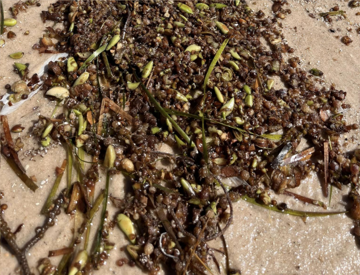 Seeds washed up on the beach (Source: Allan Brookes)