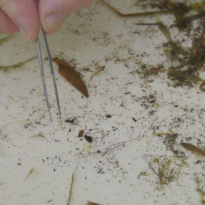 Close up of the creek sample