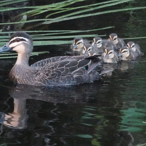 Pacific Black Duck and Ducklings (Eagle D, YourSAy)