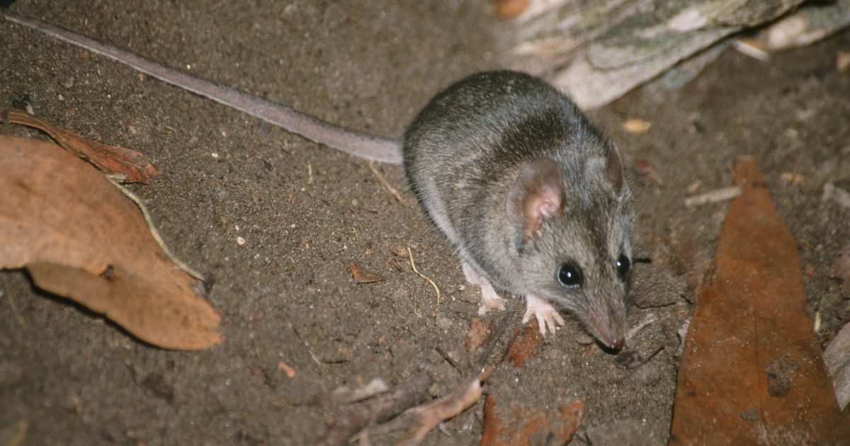 State of the Environment 2023 | Kangaroo Island Dunnart